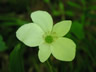 Yellow Wildflower