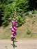 Foxgloves 