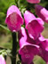 Foxglove 