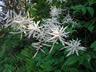 White Wildflower