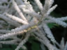 White Fuzzy Wildflower