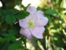 Wild Rose