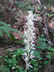 Phanton Orchid