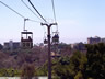 Tram Across the Zoo 