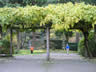 Wisteria Arbor 