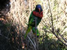 Brightly-Colored Parrot