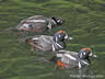 Harlequin Ducks 