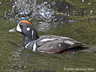 Harlequin Duck 