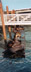 Sunning Sea Lions