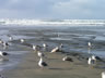 Seagulls