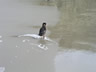 Wounded Duck 