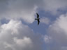 Seagull 
