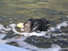 Tufted Puffin
