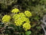 Yellow Wildflowers