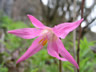 Bright Pink Wildflower