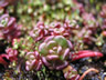 Common Purslane