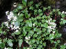 White Wildflowers