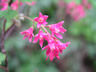 Pretty Pink Wildflowers