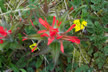 Indian Paintbrush