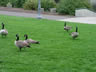Canadian Geese 