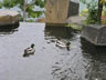 Mallard Duck 
